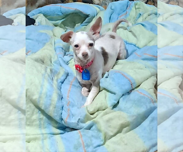 Medium Photo #1 Chihuahua Puppy For Sale in Mukwonago, WI, USA
