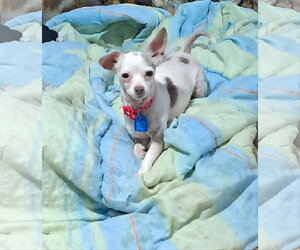 Chihuahua Dogs for adoption in Mukwonago, WI, USA