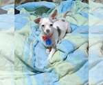 Small Chihuahua