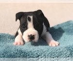 Small #7 American Staffordshire Terrier