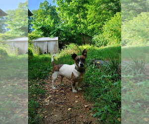 Candy - Female Dachshund-Unknown Mix Dog for Adoption - Photo #11
