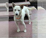Small #1 Australian Cattle Dog Mix