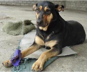 Alice - Female Mutt Dog for Adoption - Photo #2