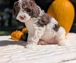 Small #2 Miniature Bernedoodle