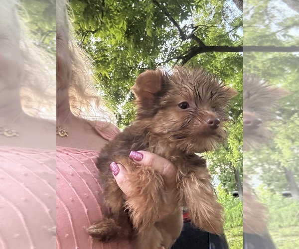 Medium Photo #8 Yorkshire Terrier Puppy For Sale in CAULFIELD, MO, USA