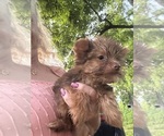 Small #7 Yorkshire Terrier