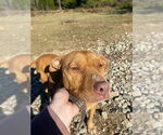 Small #2 Mutt