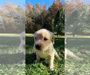 Golden Retriever Puppy for sale in MOREHEAD, KY, USA