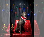 Small #1 Labrador Retriever Mix