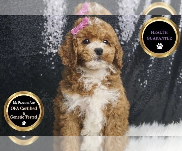Medium Photo #7 Poodle (Toy) Puppy For Sale in WARSAW, IN, USA