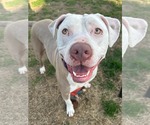 Small #2 American Pit Bull Terrier Mix