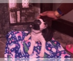 Small Photo #39 Boston Terrier-Collie Mix Puppy For Sale in COLUMBUS, OH, USA