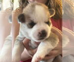 Small #1 Siberian Husky