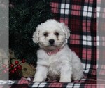 Small Photo #5 Bichon Frise Puppy For Sale in BIRD IN HAND, PA, USA