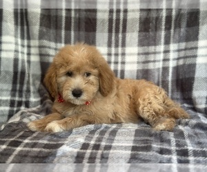 Goldendoodle (Miniature) Puppy for sale in LAKELAND, FL, USA