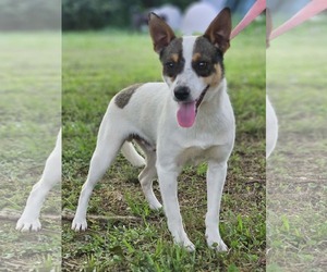 Mutt Dogs for adoption in Cranston, RI, USA