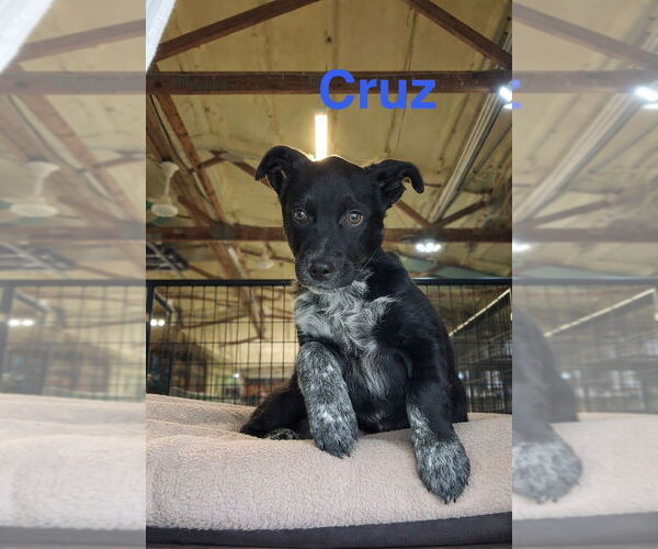 Medium Photo #1 Mutt Puppy For Sale in Foristell, MO, USA