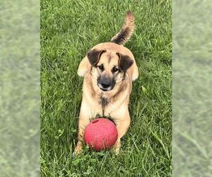 Emily - Female German Shepherd Dog-Unknown Mix Dog for Adoption - Photo #5
