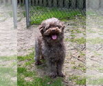 Small Photo #2 Poodle (Toy) Puppy For Sale in Spring Lake, NJ, USA