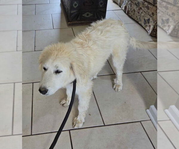 Medium Photo #6 Great Pyrenees Puppy For Sale in Croydon, NH, USA