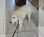Small #5 Great Pyrenees