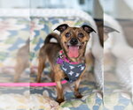 Small #2 Chihuahua Mix