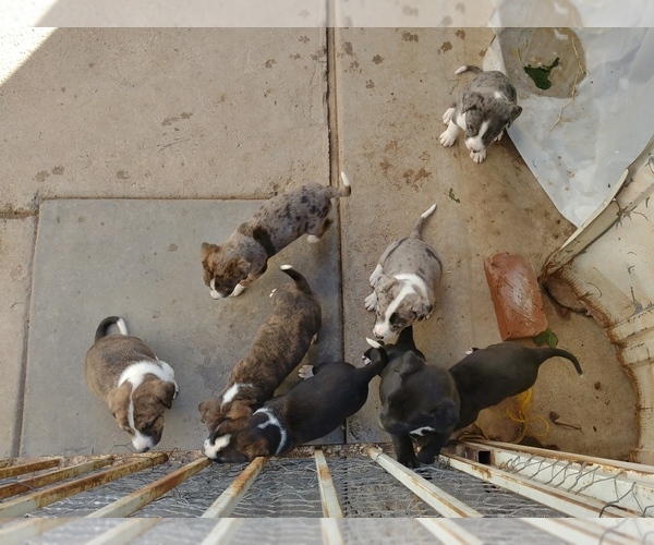 Medium Photo #2 American Pit Bull Terrier-Border Collie Mix Puppy For Sale in PHOENIX, AZ, USA