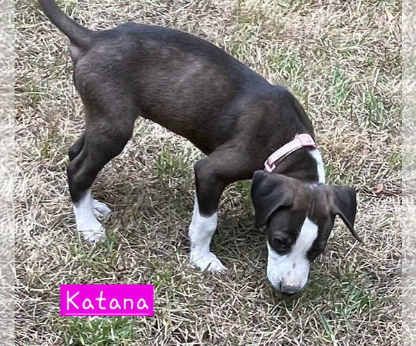 Medium Photo #4 Border Collie-Unknown Mix Puppy For Sale in Alexander, AR, USA