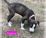 Small #3 Border Collie Mix