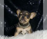 Small #4 French Bulldog