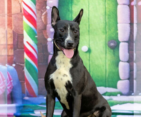 Medium Photo #3 Bull Terrier-Unknown Mix Puppy For Sale in Munford, TN, USA