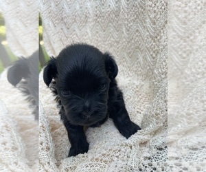 Havanese Puppy for sale in LOTT, TX, USA