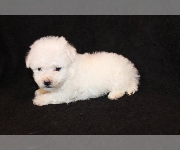 Medium Photo #6 Bichon Frise Puppy For Sale in BLOOMINGTON, IN, USA