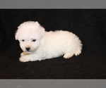 Small Photo #6 Bichon Frise Puppy For Sale in BLOOMINGTON, IN, USA