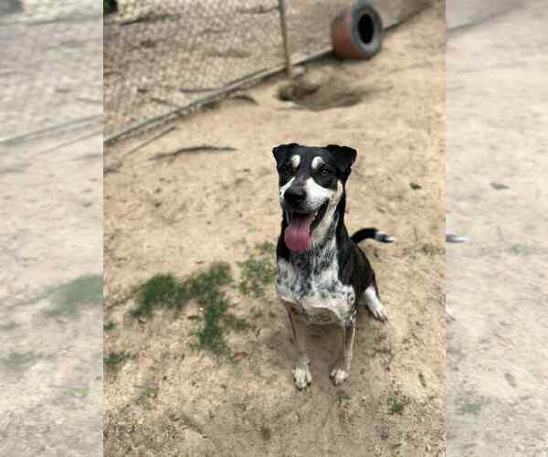 Medium Photo #3 Mutt Puppy For Sale in Orangeburg, SC, USA