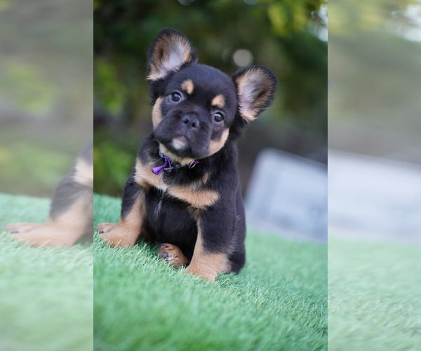 Medium Photo #3 French Bulldog Puppy For Sale in POMPANO BEACH, FL, USA
