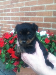 Yorkshire Terrier Puppy for sale in MIDDLETOWN, OH, USA