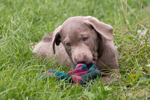 Medium Photo #5 Labrador Retriever Puppy For Sale in NEW PITTSBURGH, OH, USA