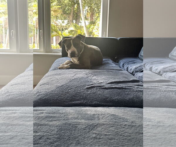 Medium Photo #4 American Pit Bull Terrier Puppy For Sale in Miami, FL, USA