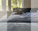Small #3 American Pit Bull Terrier