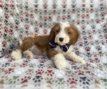 Small #2 Cavapoo (Miniature)