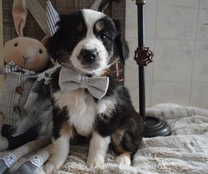 Miniature Australian Shepherd Puppy for sale in HONEY BROOK, PA, USA