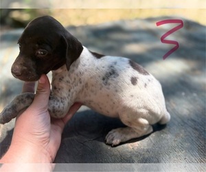 German Shorthaired Pointer Puppy for sale in BONIFAY, FL, USA