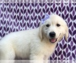 Small Photo #1 English Cream Golden Retriever Puppy For Sale in LANCASTER, PA, USA