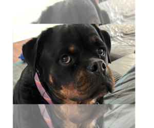 Rottweiler Dogs for adoption in Gilbert, AZ, USA