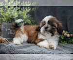 Puppy Abner Shih Tzu
