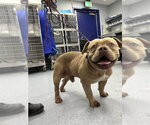 Small Mutt
