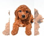 Small #12 Goldendoodle mix (+ Poodle Miniature)