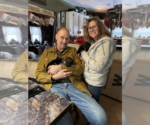 Medium Photo #68 German Shepherd Dog Puppy For Sale in LA FAYETTE, NY, USA