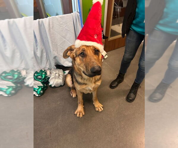 Medium Photo #4 German Shepherd Dog-Great Dane Mix Puppy For Sale in Winston Salem, NC, USA